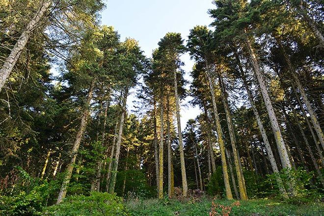 Sık ormanlarla çevrili Gölcük Tabiat Parkı tertemiz havaya sahip.
