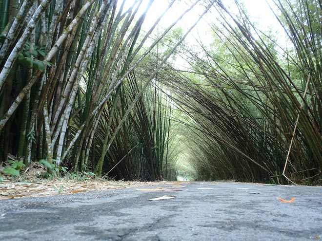 Bazen sadece yere yaklaşmak tüm kompozisyonu etkiler. | Bambu Katedrali, Trinidad Adası
